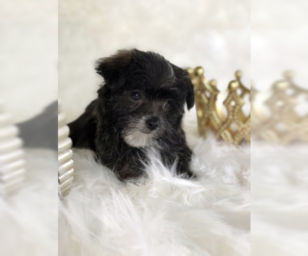 Medium Photo #7 Havashire Puppy For Sale in HOUSTON, TX, USA