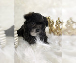 Small Photo #7 Havashire Puppy For Sale in HOUSTON, TX, USA