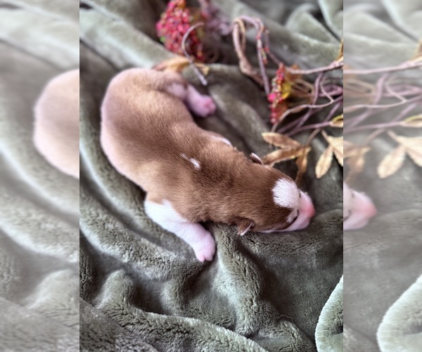 Medium Photo #12 Siberian Husky Puppy For Sale in STAPLES, MN, USA