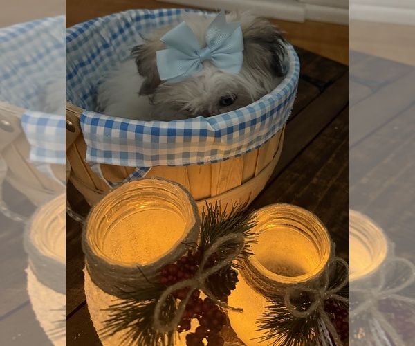 Medium Photo #50 Shih-Poo Puppy For Sale in DINWIDDIE, VA, USA