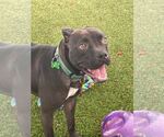 Small #26 American Pit Bull Terrier Mix