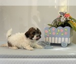 Small Photo #2 Zuchon Puppy For Sale in MOUNT PLEASANT, MI, USA