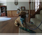 Small #10 Golden Retriever