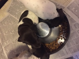 German Shorthaired Pointer Puppy for sale in JIM THORPE, PA, USA