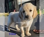 Small #4 Golden Retriever