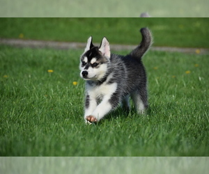 Siberian Husky Puppy for sale in FORT PLAIN, NY, USA