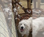 Small Photo #1 Great Pyrenees Puppy For Sale in HAMILTON, MT, USA