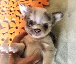 Small #3 Chihuahua