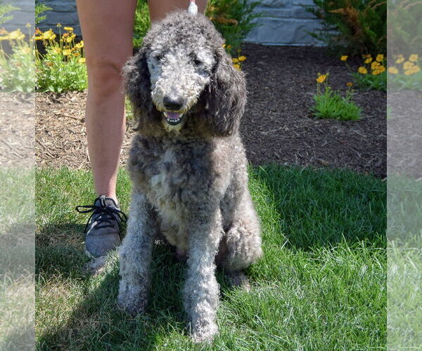 Medium Photo #4 Poodle (Standard) Puppy For Sale in Huntley, IL, USA
