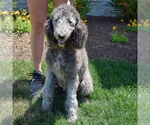 Small #3 Poodle (Standard)