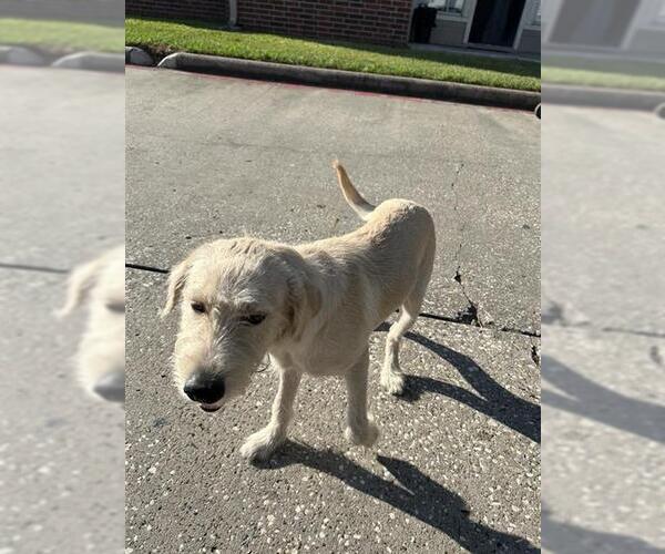 Medium Photo #1 GIANT SCHNAUZER -Unknown Mix Puppy For Sale in Houston, TX, USA