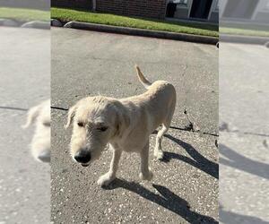 GIANT SCHNAUZER -Unknown Mix Dogs for adoption in Houston, TX, USA