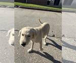 A663145 - Male GIANT SCHNAUZER -Unknown Mix Dog for Adoption - Small photo