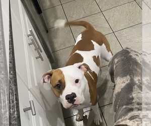 Mother of the American Bully puppies born on 07/11/2025