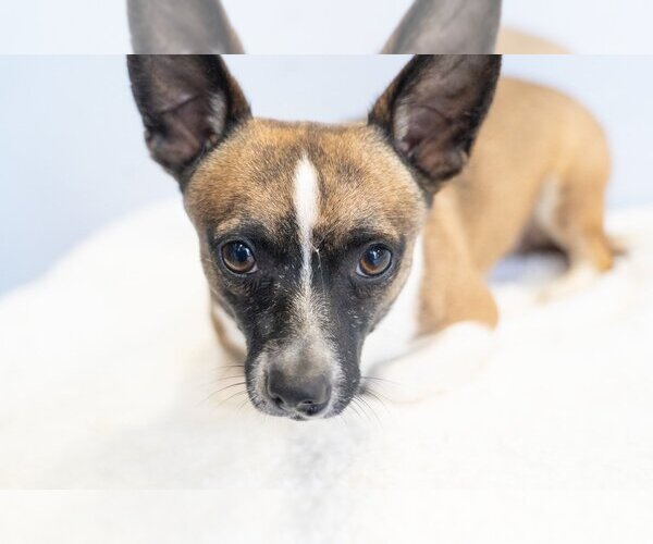 Medium Photo #10 Rat Terrier-Unknown Mix Puppy For Sale in Studio City, CA, USA