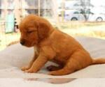 Small Photo #10 Golden Retriever Puppy For Sale in YUCAIPA, CA, USA