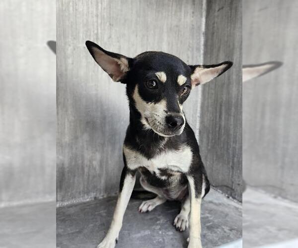 Medium Photo #1 Chihuahua-Unknown Mix Puppy For Sale in San Antonio, TX, USA