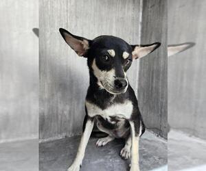 Chihuahua-Unknown Mix Dogs for adoption in San Antonio, TX, USA