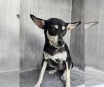 Small Chihuahua Mix