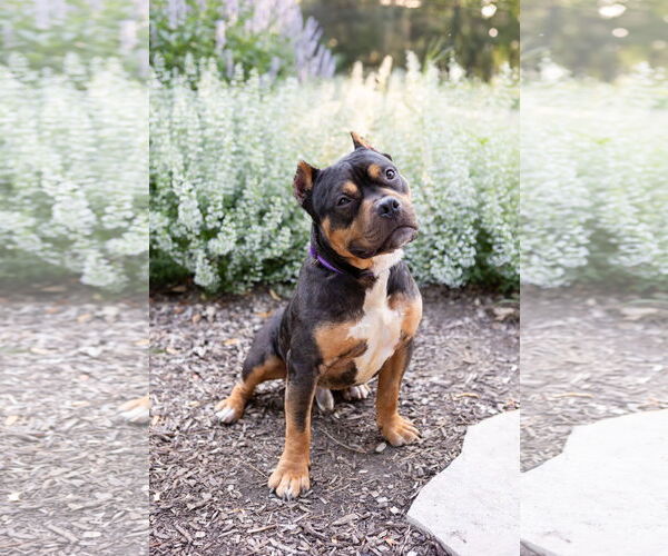 Medium Photo #2 American Pit Bull Terrier-Unknown Mix Puppy For Sale in Crete, IL, USA