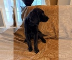 Small #28 Flat Coated Retriever