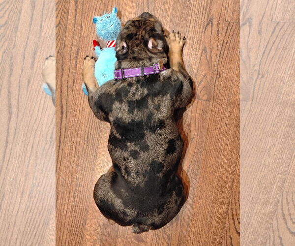 Medium Photo #6 Bulldog-Unknown Mix Puppy For Sale in San Jose, CA, USA