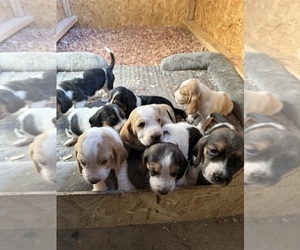 Basset Hound Puppy for sale in MARTINSVILLE, VA, USA