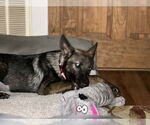 Small #2 German Shepherd Dog