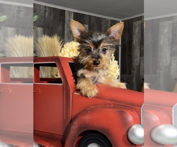 Medium Photo #3 Yorkshire Terrier Puppy For Sale in CANOGA, NY, USA