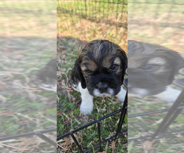 Medium Photo #1 Cocker Spaniel Puppy For Sale in TULSA, OK, USA