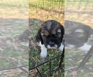 Medium Cocker Spaniel