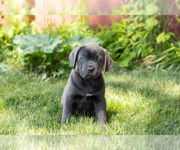 Medium Photo #12 Cane Corso Puppy For Sale in WAKARUSA, IN, USA