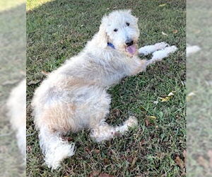 Poodle (Standard) Dogs for adoption in Mount Airy, NC, USA
