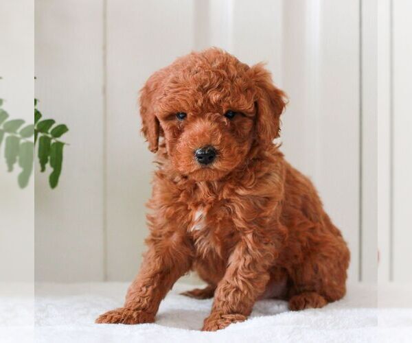 Medium Photo #4 Goldendoodle (Miniature) Puppy For Sale in LANCASTER, PA, USA