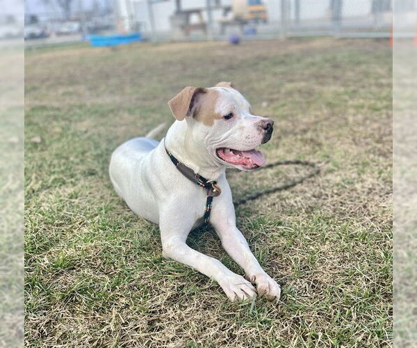 Medium Photo #1 Mutt Puppy For Sale in Louisville, KY, USA