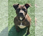 Small #1 American Bulldog-Mountain Cur Mix