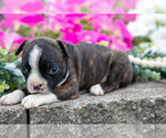 Small Photo #9 Boston Terrier Puppy For Sale in MOORELAND, IN, USA