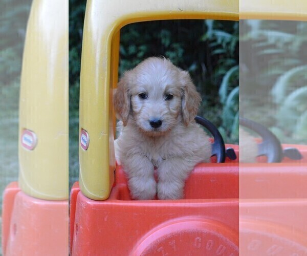 Medium Photo #1 Goldendoodle Puppy For Sale in MIFFLINBURG, PA, USA