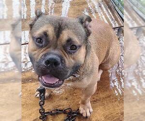 American Staffordshire Terrier Dogs for adoption in Fort Lauderdale, FL, USA
