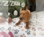 Small Photo #10 Dachshund Puppy For Sale in PERRIS, CA, USA