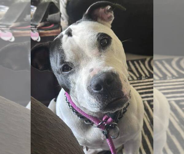 Medium Photo #1 American Staffordshire Terrier-Unknown Mix Puppy For Sale in Waterloo, IA, USA