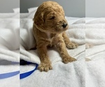 Small #1 Goldendoodle