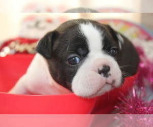 Boston Terrier Puppy for sale in BROOKSVILLE, FL, USA