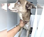 A662964 - Female Mutt Dog for Adoption - Small photo