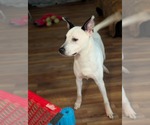 Small #1 Mutt
