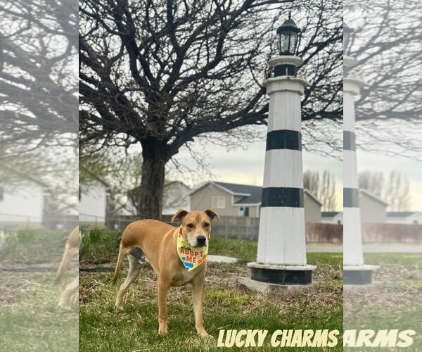 Medium Photo #3 Labrador Retriever-Unknown Mix Puppy For Sale in Sandy, UT, USA