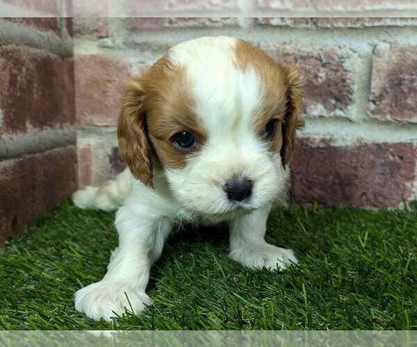 Medium Photo #7 Cavalier King Charles Spaniel Puppy For Sale in MOBERLY, MO, USA