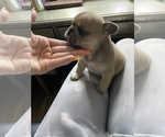 Small #2 French Bulldog