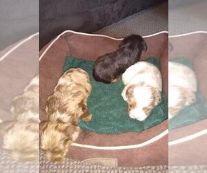 Yorkshire Terrier Puppy for sale in ELIZABETH, CO, USA