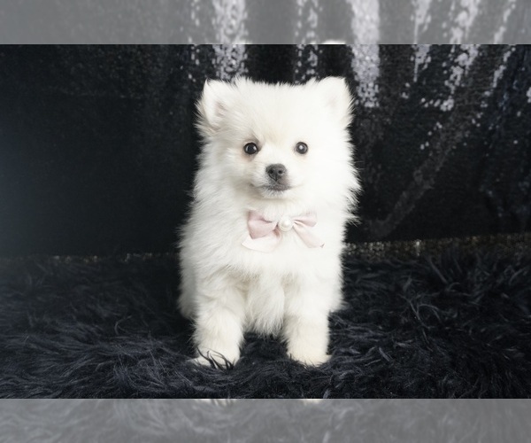 Medium Photo #31 Pomeranian Puppy For Sale in WARSAW, IN, USA